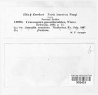 Paramycovellosiella passaloroides image